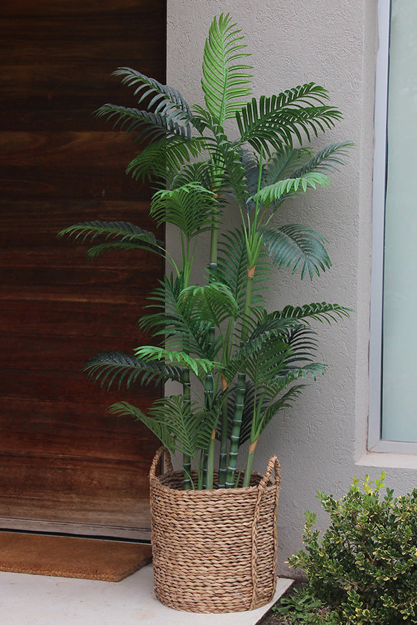 Tropical Biggy 1,80 mts