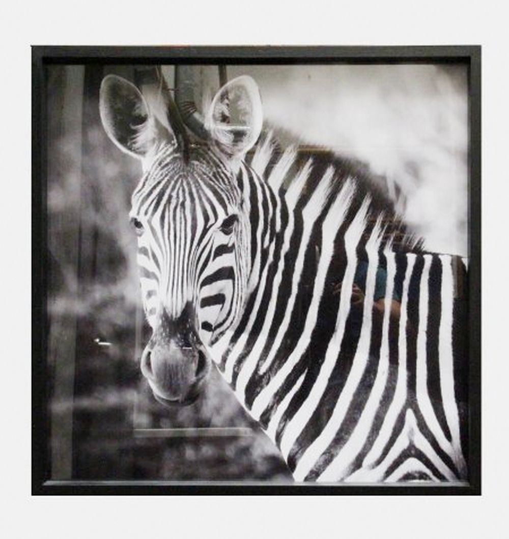 Cuadro Cebra 79x79 cm