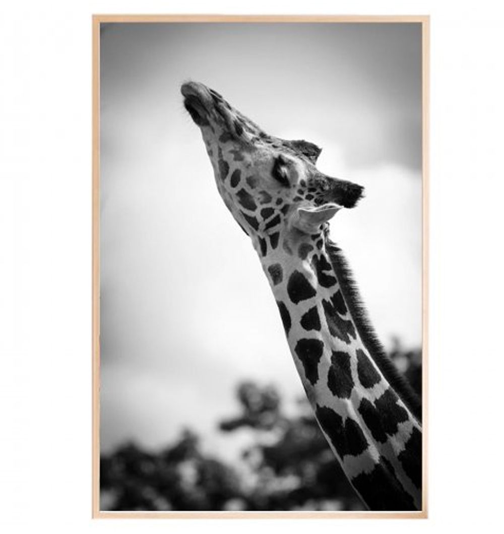Cuadro Jirafa 60x90 cm