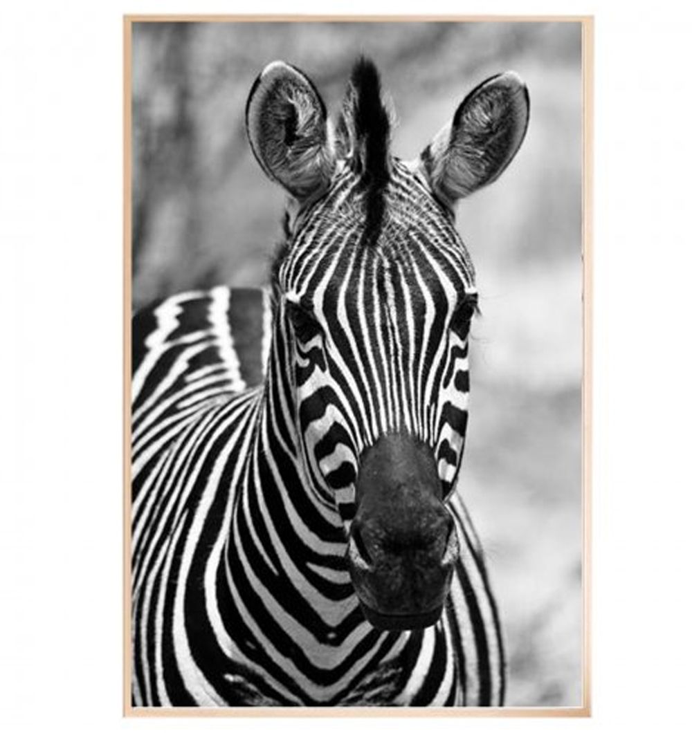 Cuadro Cebra 60x90 cm