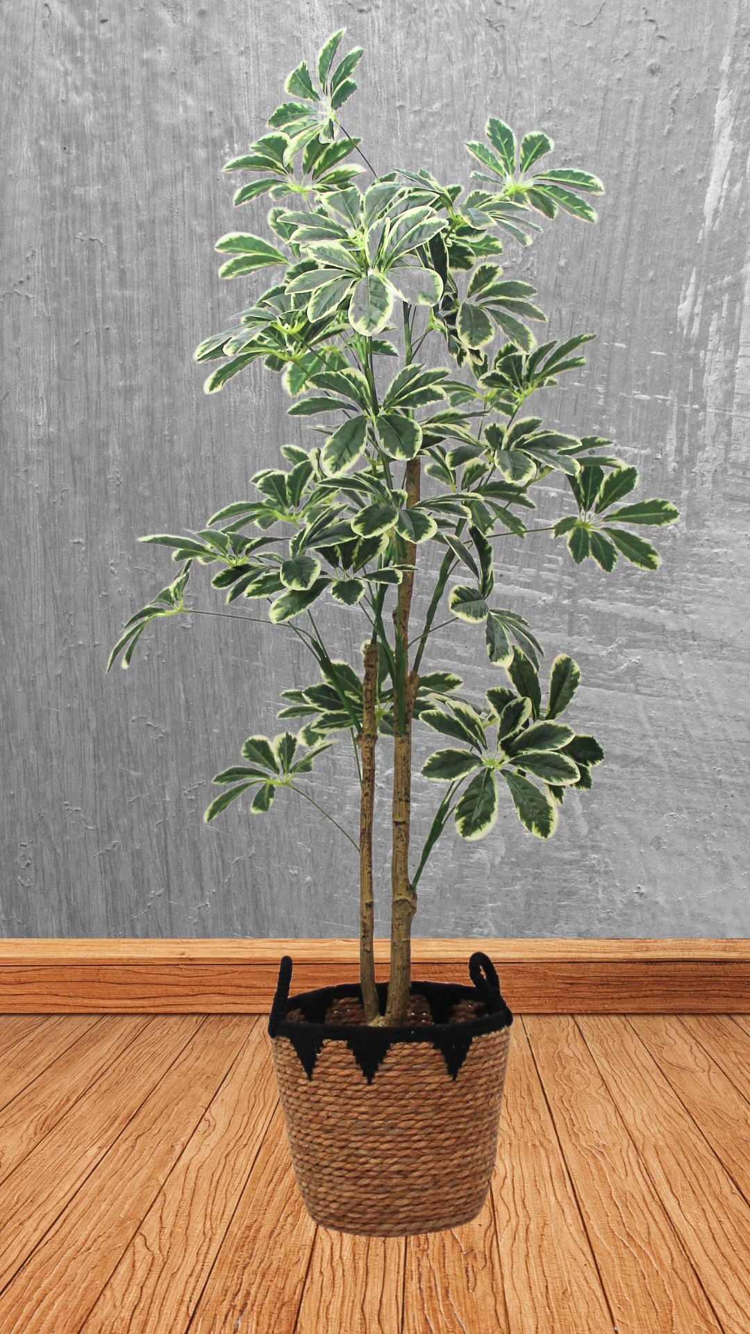 Planta Schefflera 1,45 Mts