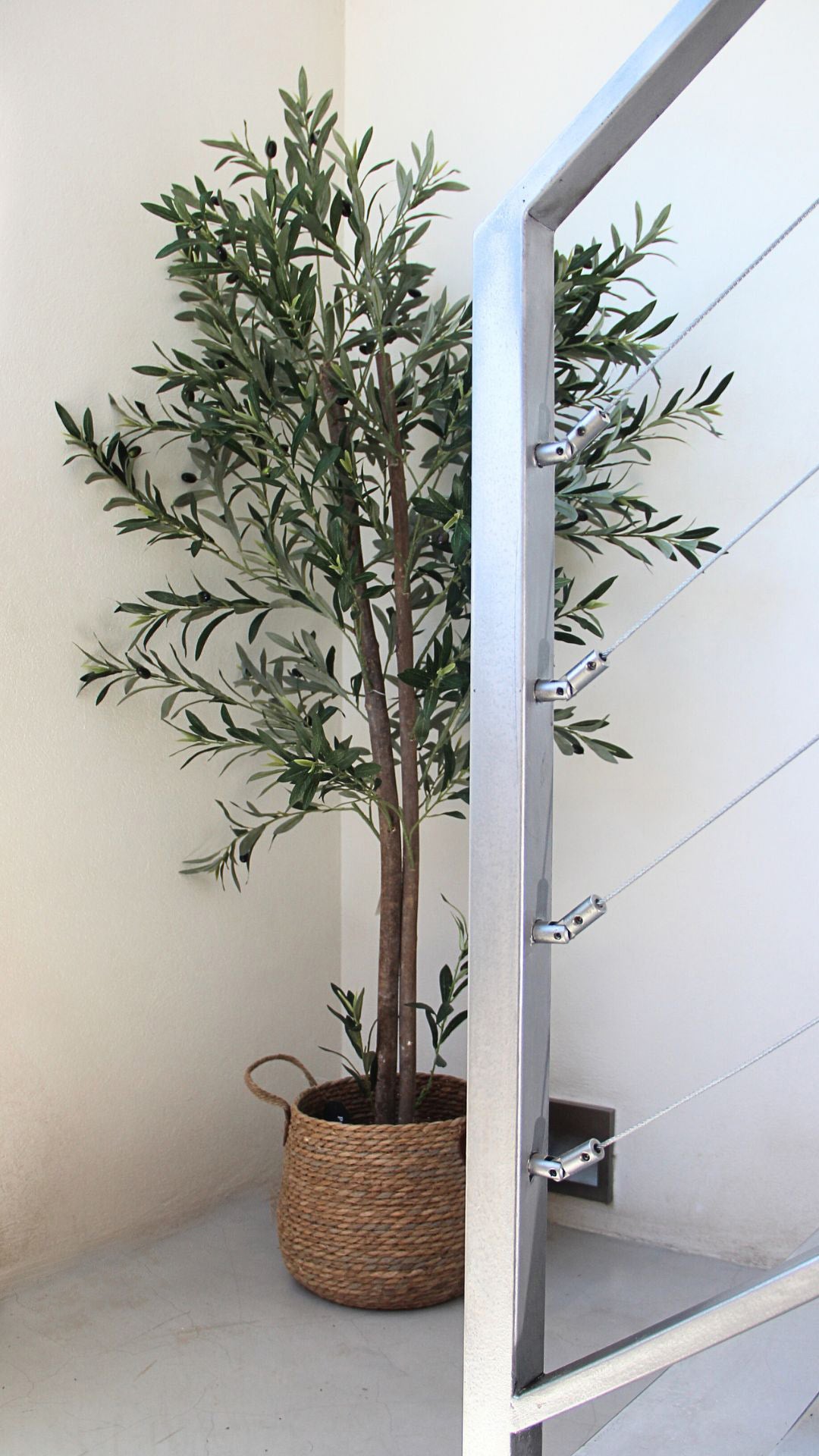 Planta de Olivo 1,80 mts