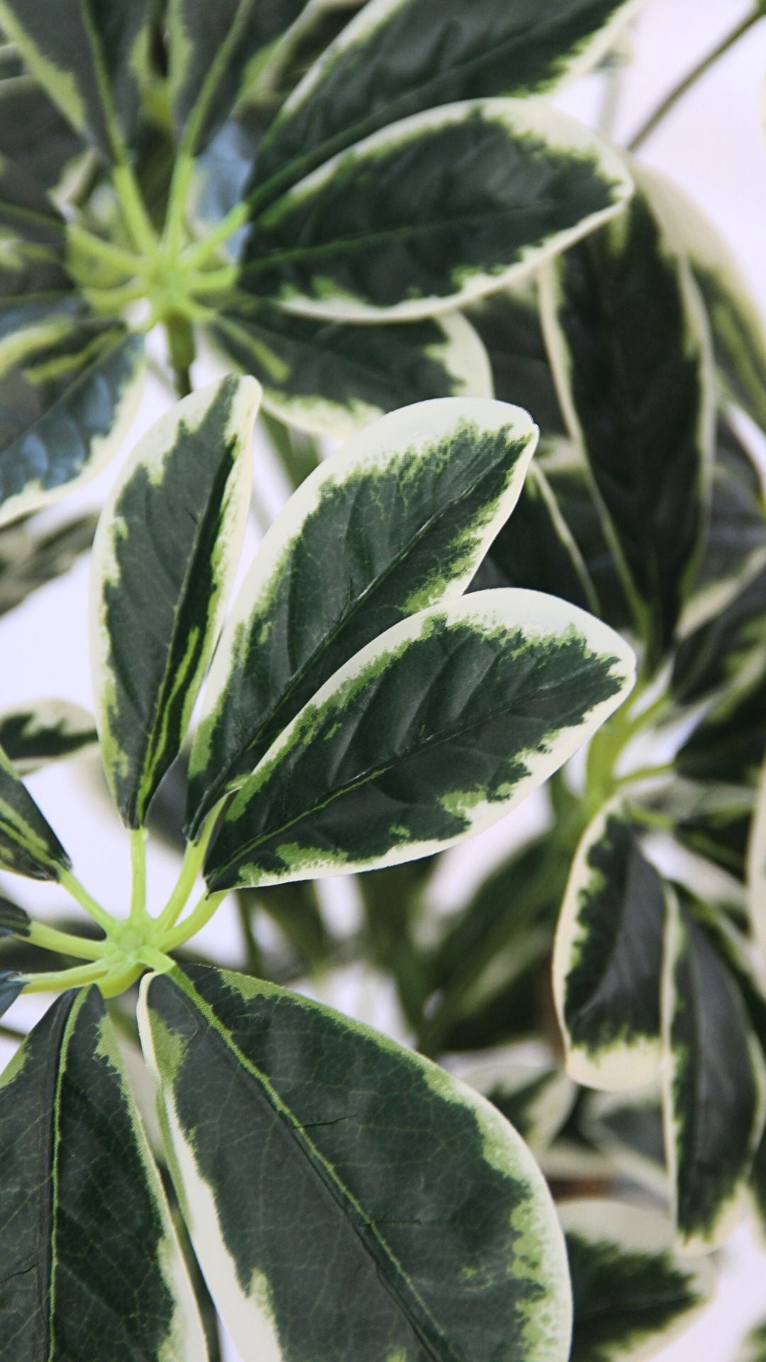 Planta Schefflera 1,45 Mts