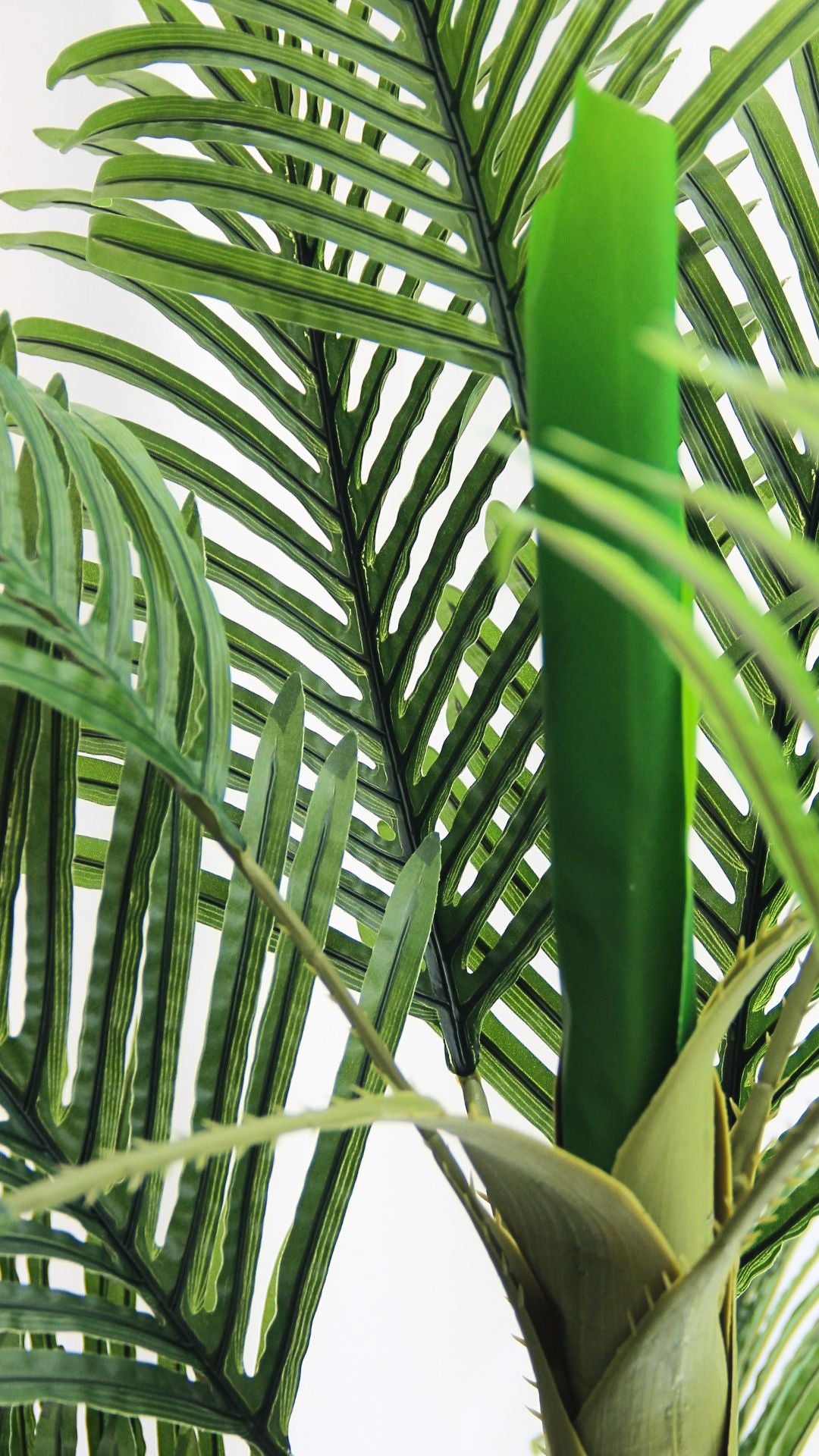Planta Palma Areca 2 Mts