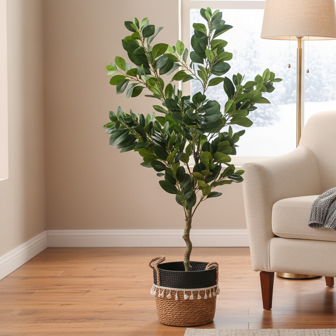 Clusia Green 1,30 mts