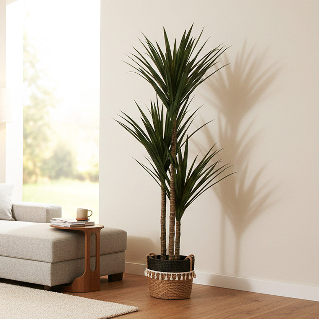 Yucca Tropical 1,70 mts