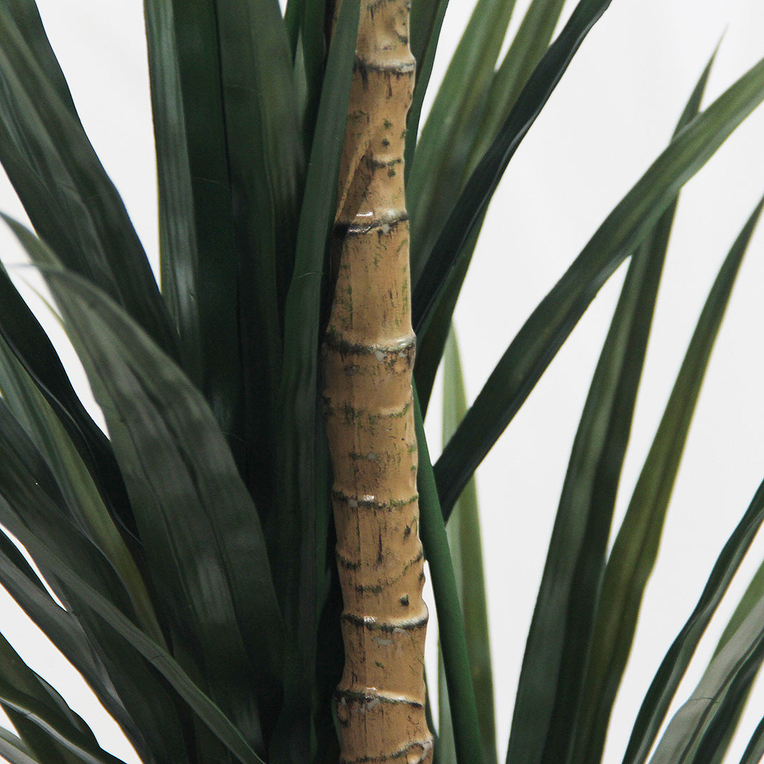 Yucca Tropical 1,70 mts