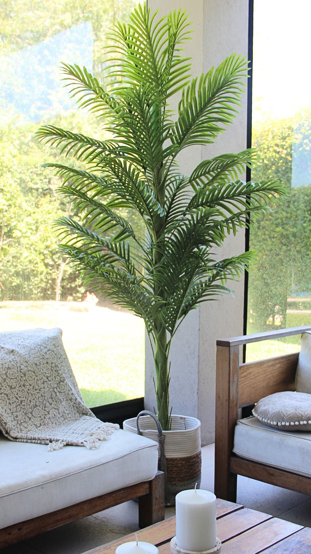 Planta Palma Areca 2 Mts