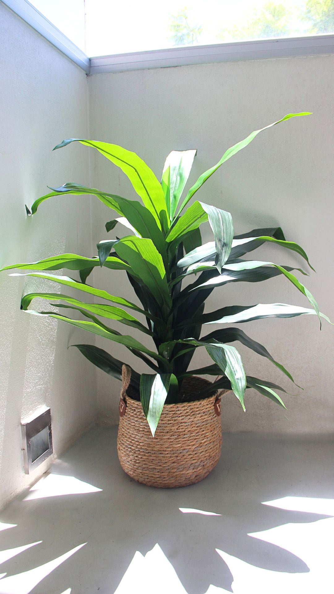 Planta Dracaena 1,20 Mts