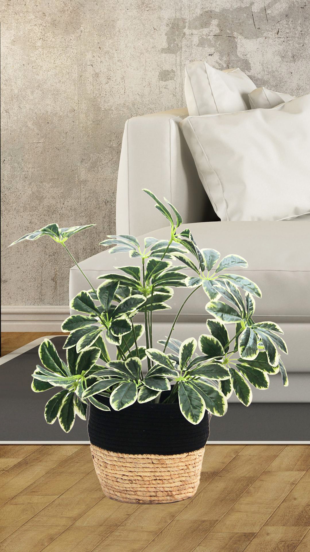 Planta Schefflera 60 Cm