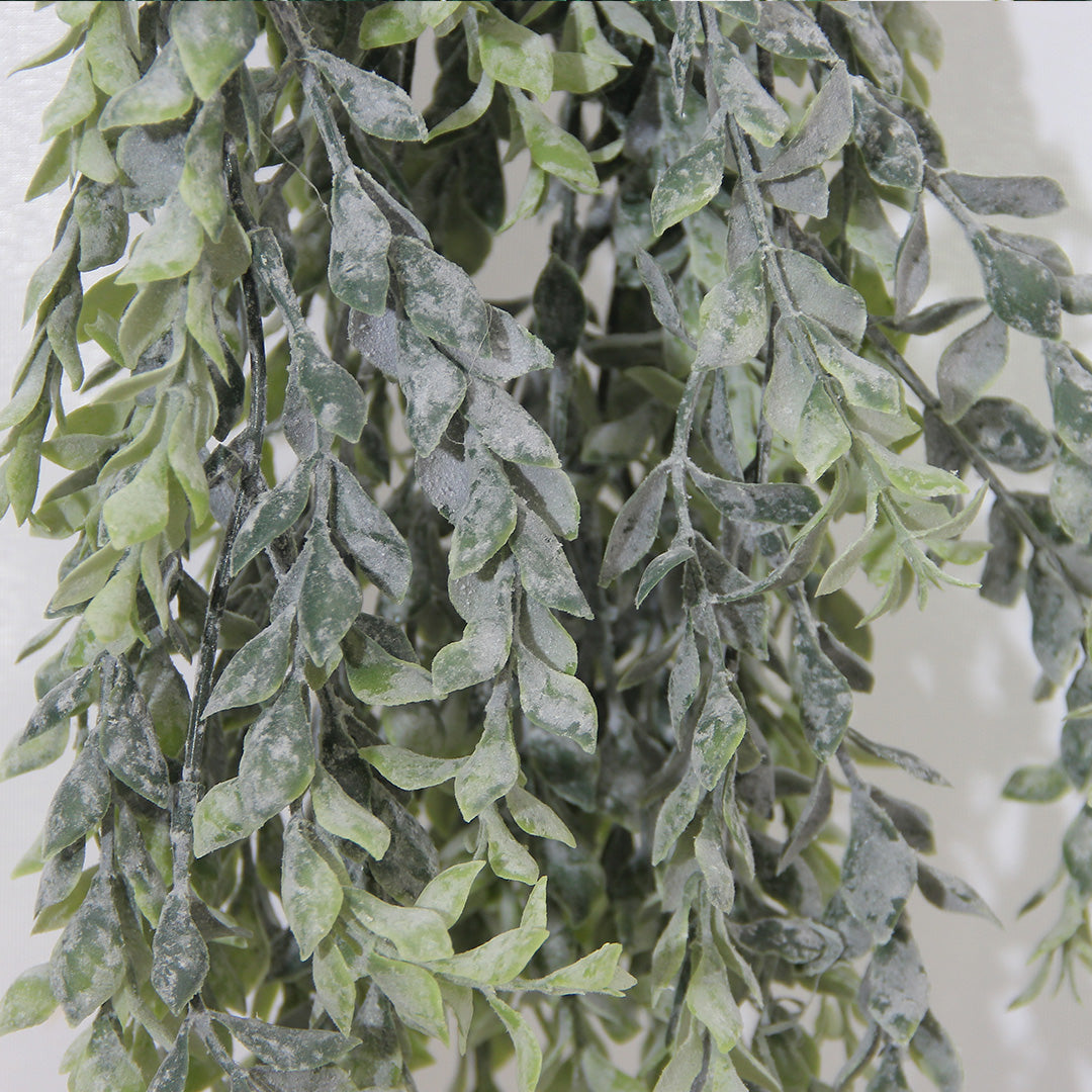 Boxwood Cascade 105 cm