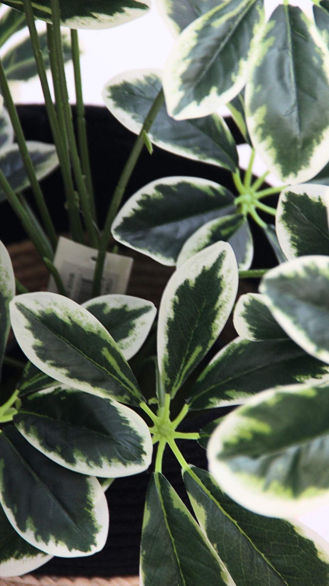 Planta Schefflera 60 Cm