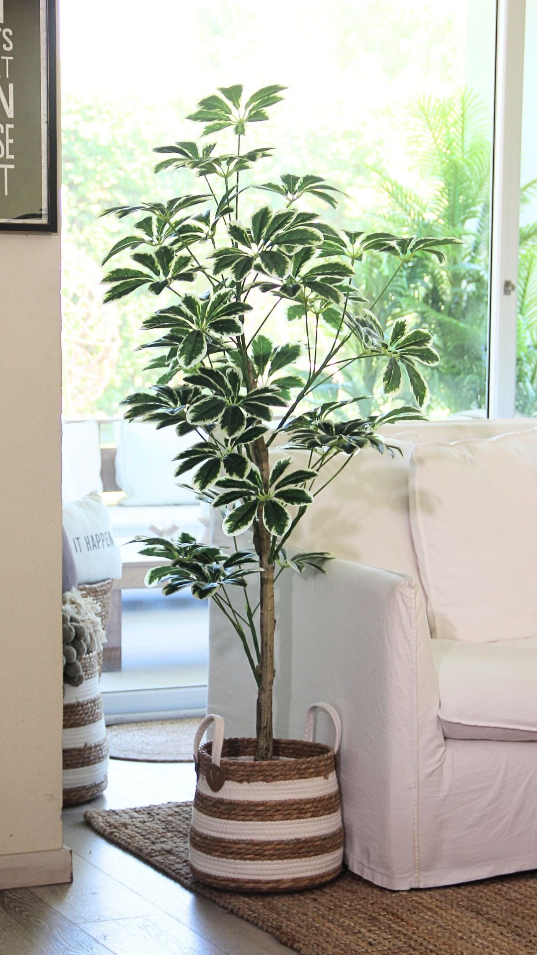 Planta Schefflera 1,45 Mts