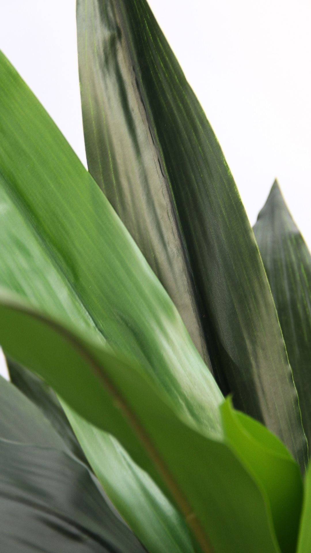 Planta Dracaena 1,20 Mts