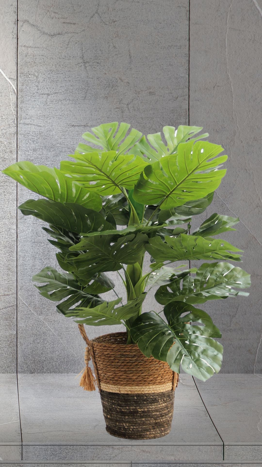 Planta Monstera 1,2 Mts