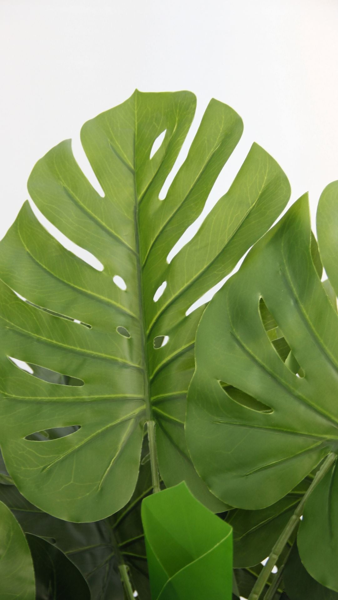 Planta Monstera 1,2 Mts