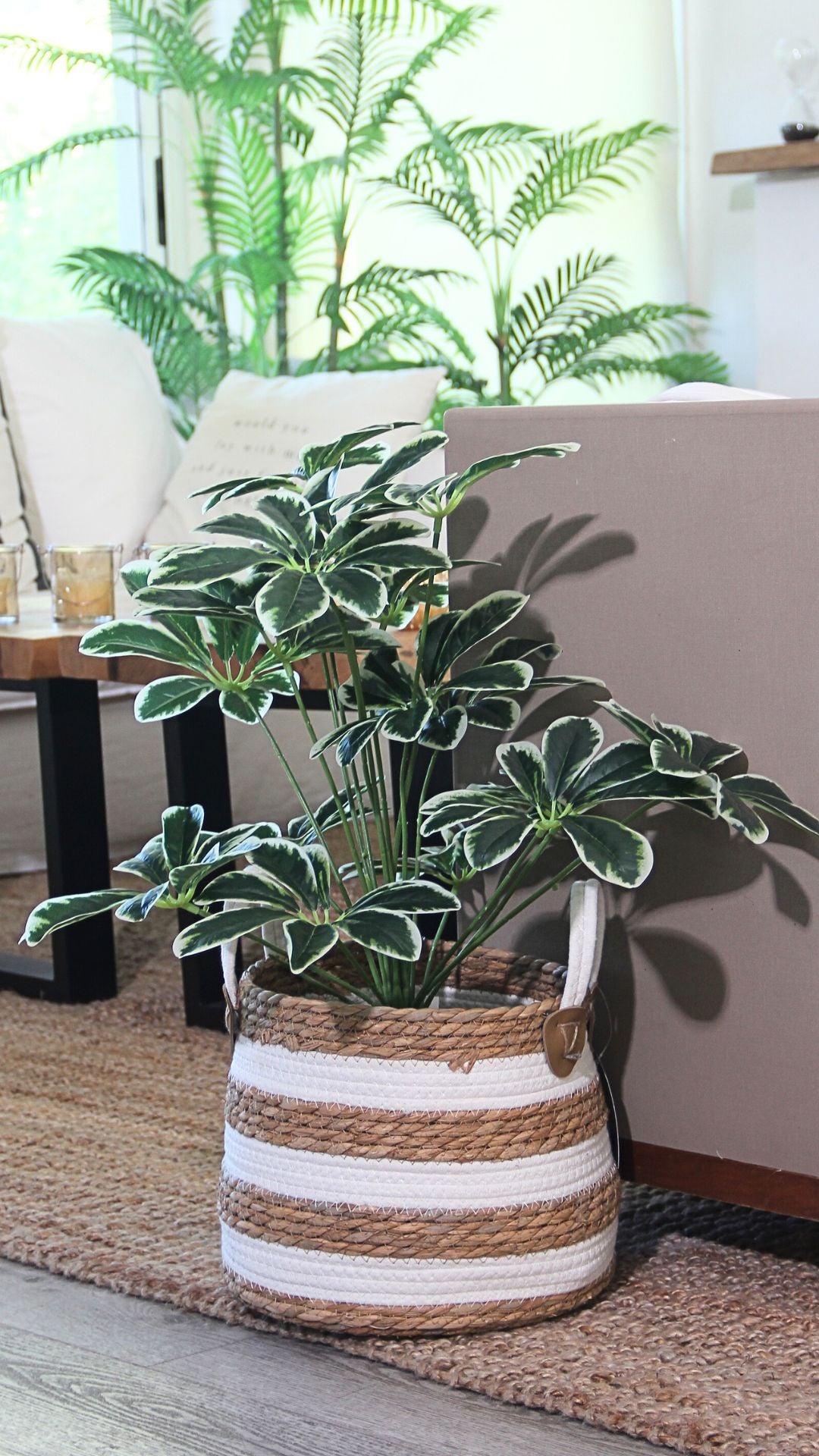 Planta Schefflera 60 Cm