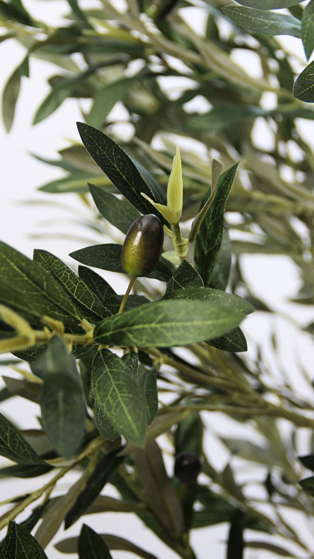 Planta de Olivo 1,80 mts