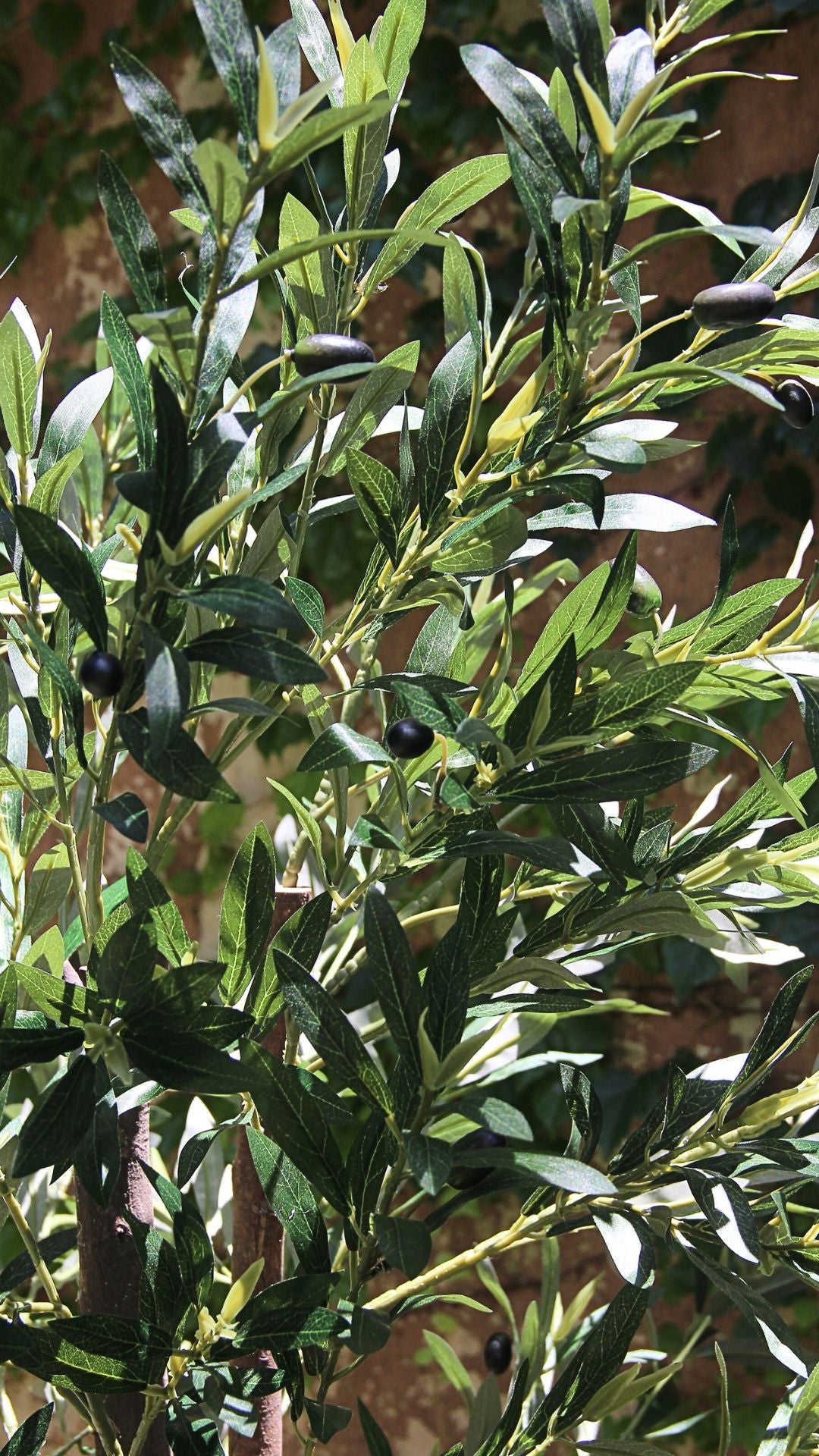 Planta de Olivo 1,80 mts