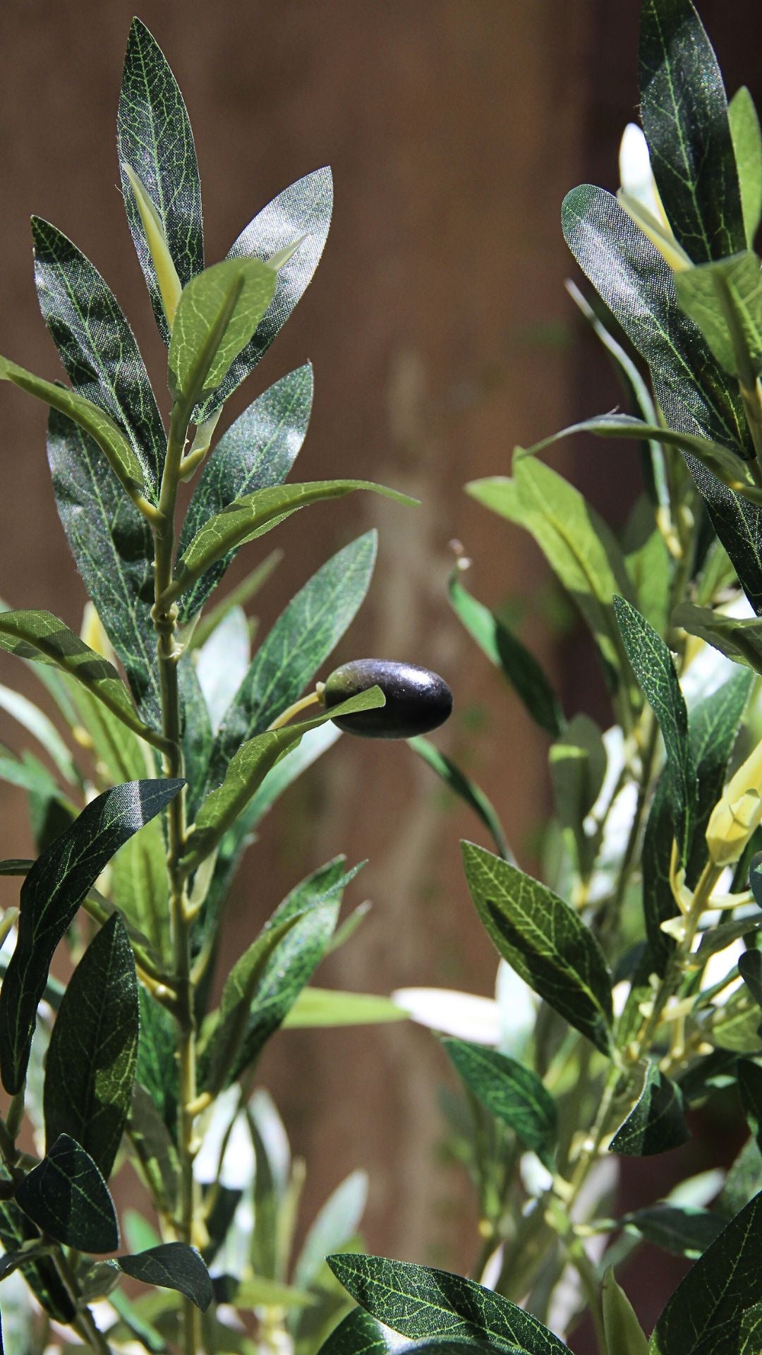 Planta de Olivo 1,80 mts