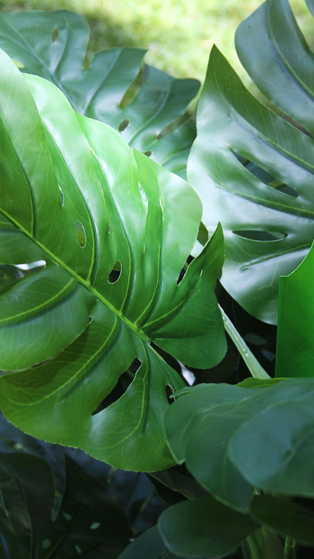 Planta Monstera 1,2 Mts