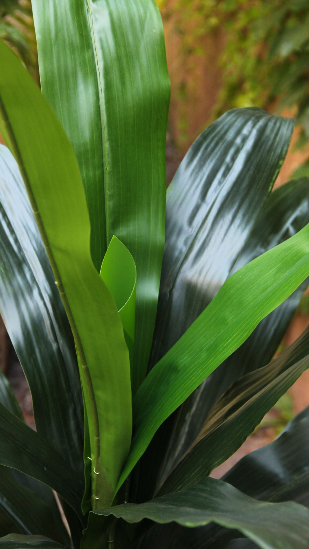 Planta Dracaena 1,20 Mts
