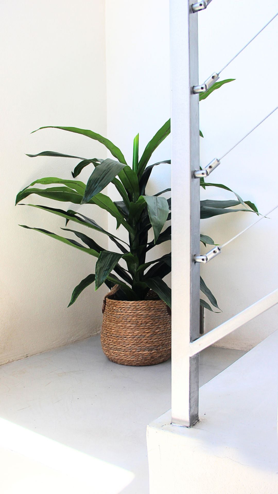 Planta Dracaena 1,20 Mts