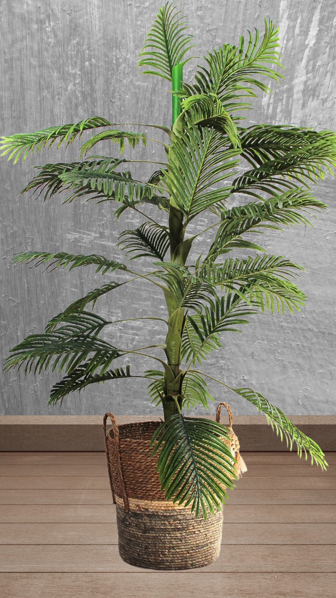 Planta Palma Areca 2 Mts