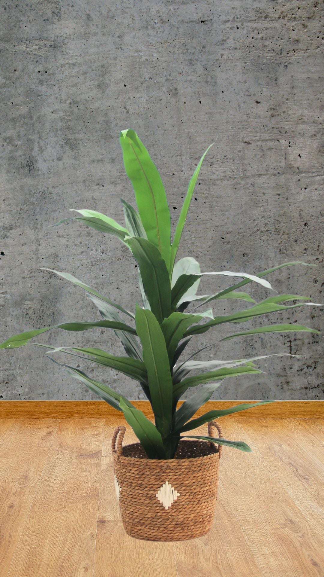 Planta Dracaena 1,20 Mts