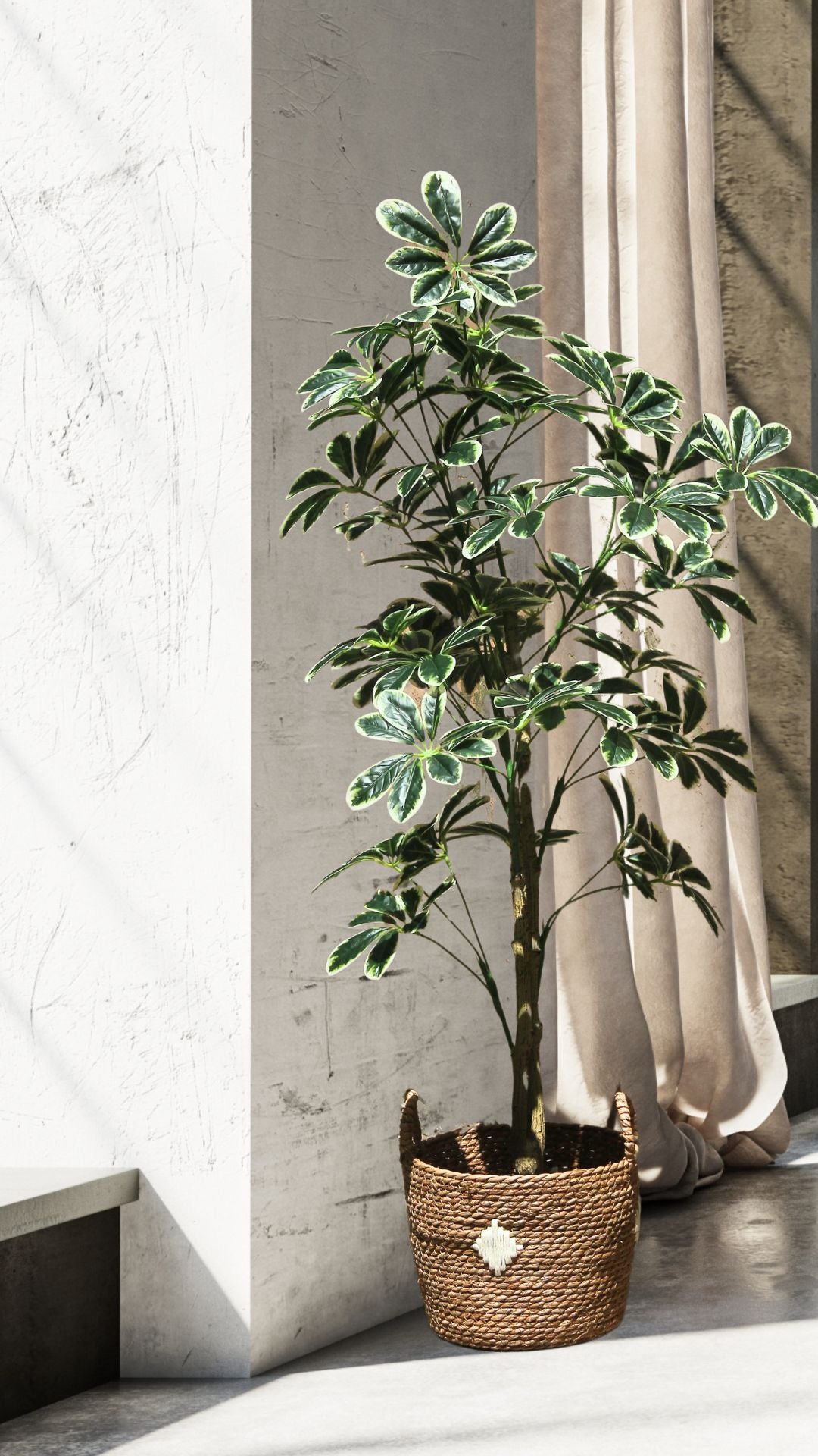 Planta Schefflera 1,45 Mts