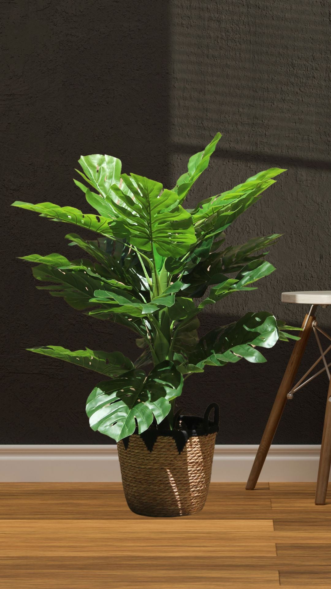 Planta Monstera 1,2 Mts