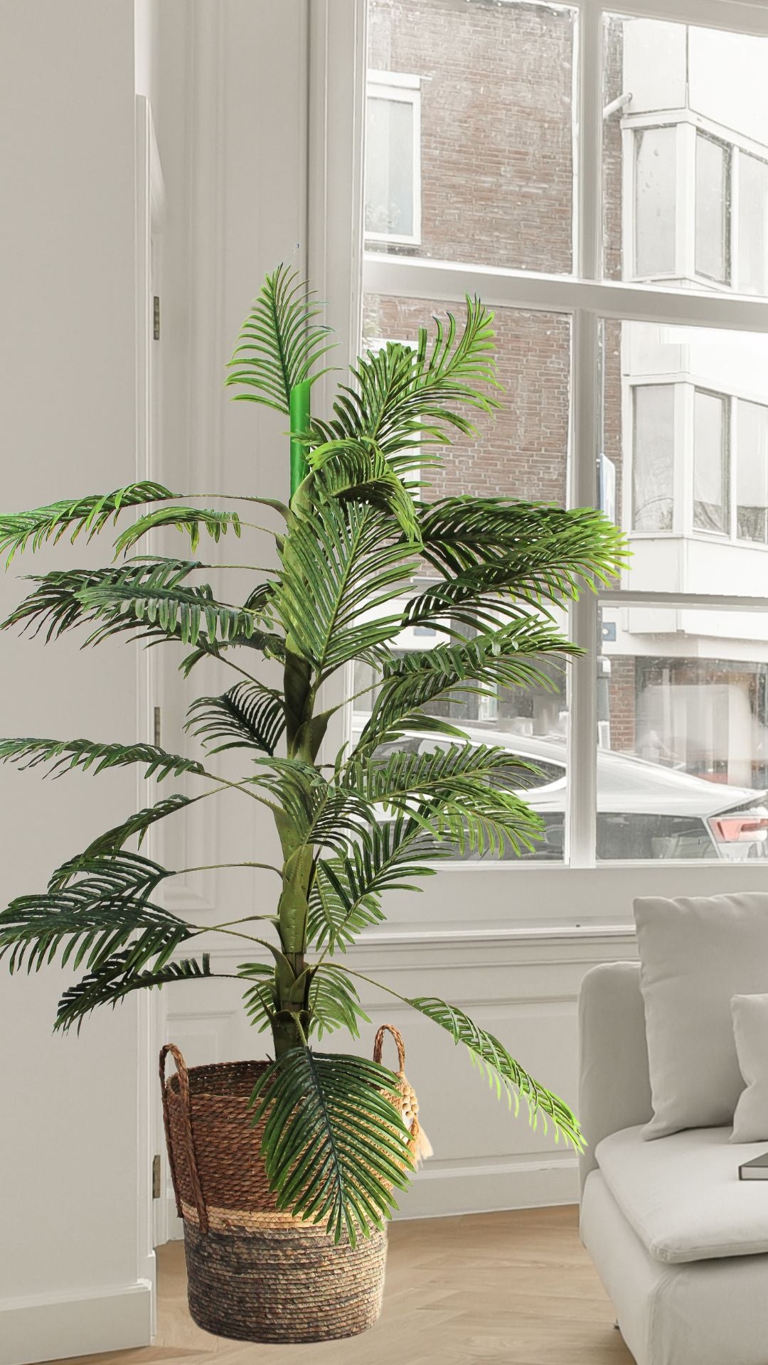 Planta Palma Areca 2 Mts