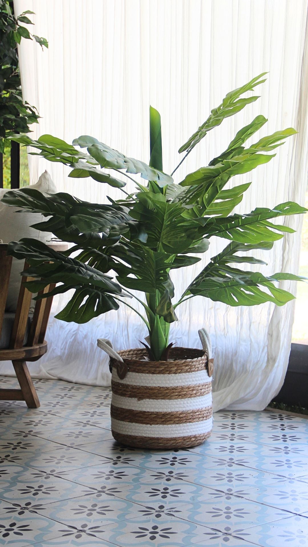 Planta Monstera 1,2 Mts
