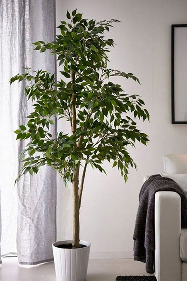 Ficus 1,80 mts Green