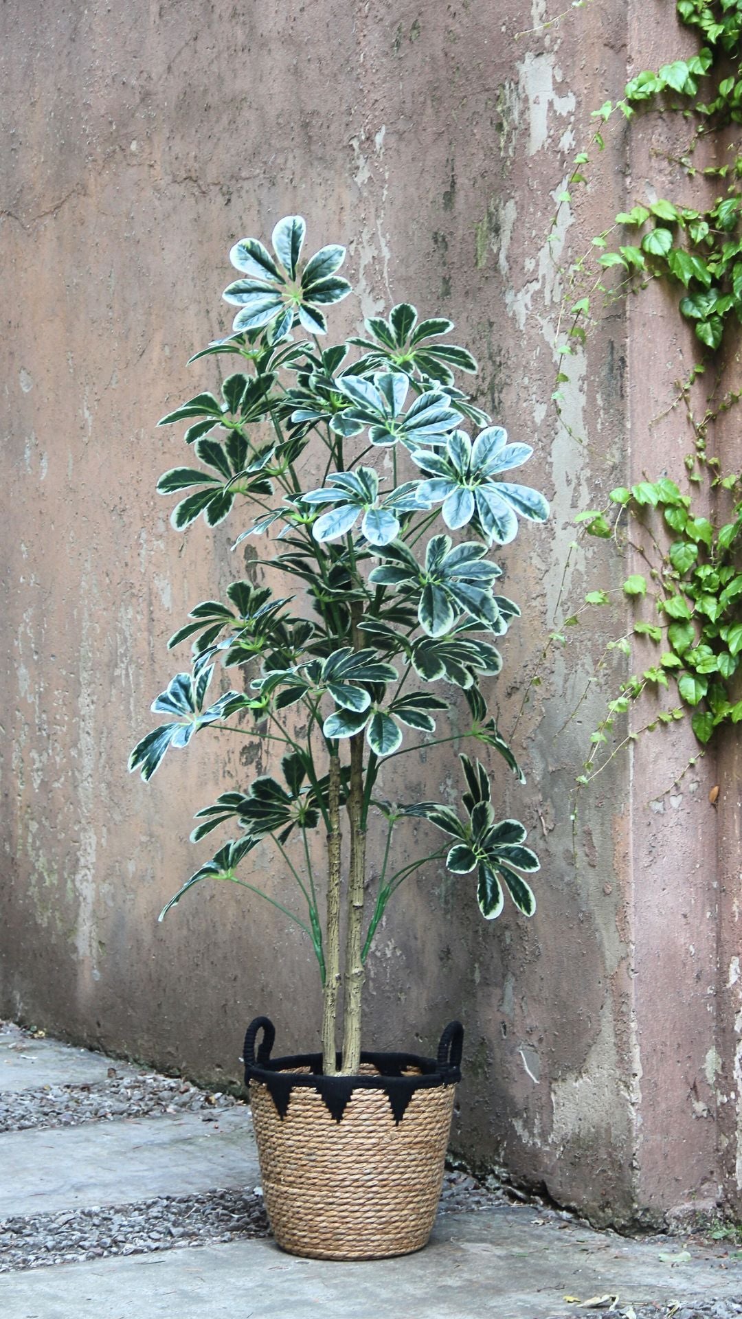 Planta Schefflera 1,45 Mts