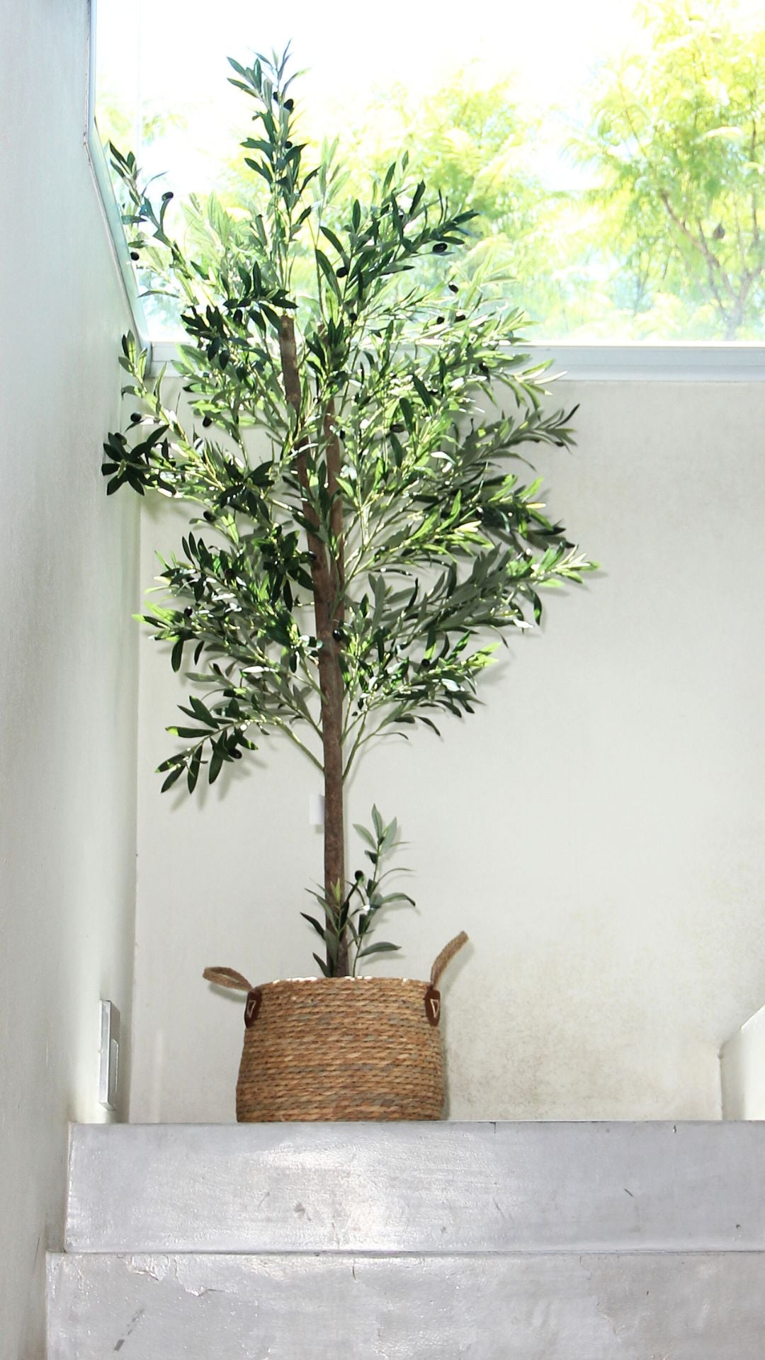 Planta de Olivo 1,80 mts