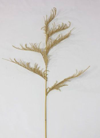 Dried Pampas Grass