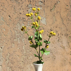 Craspedia Yellow Stem