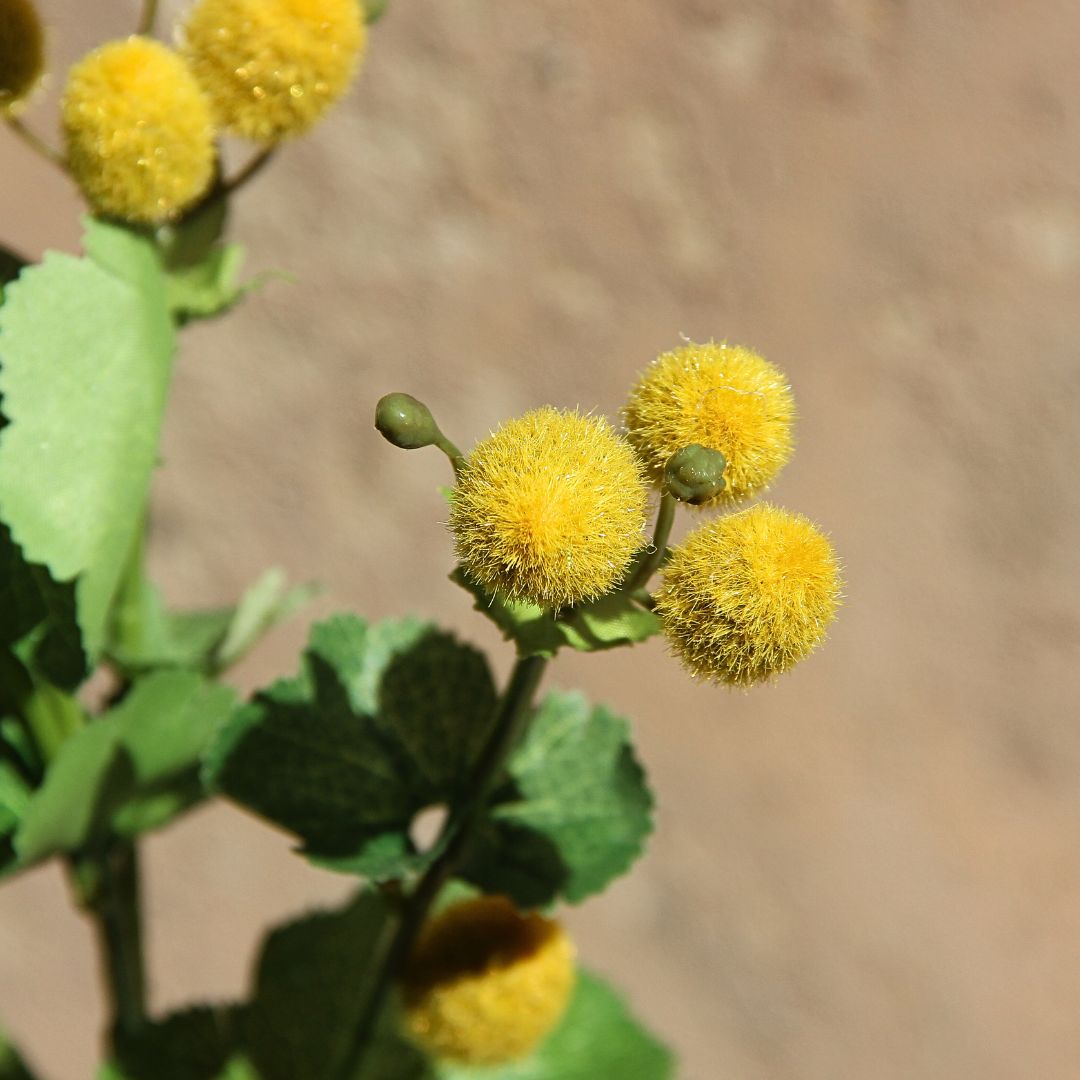 Craspedia Yellow Stem