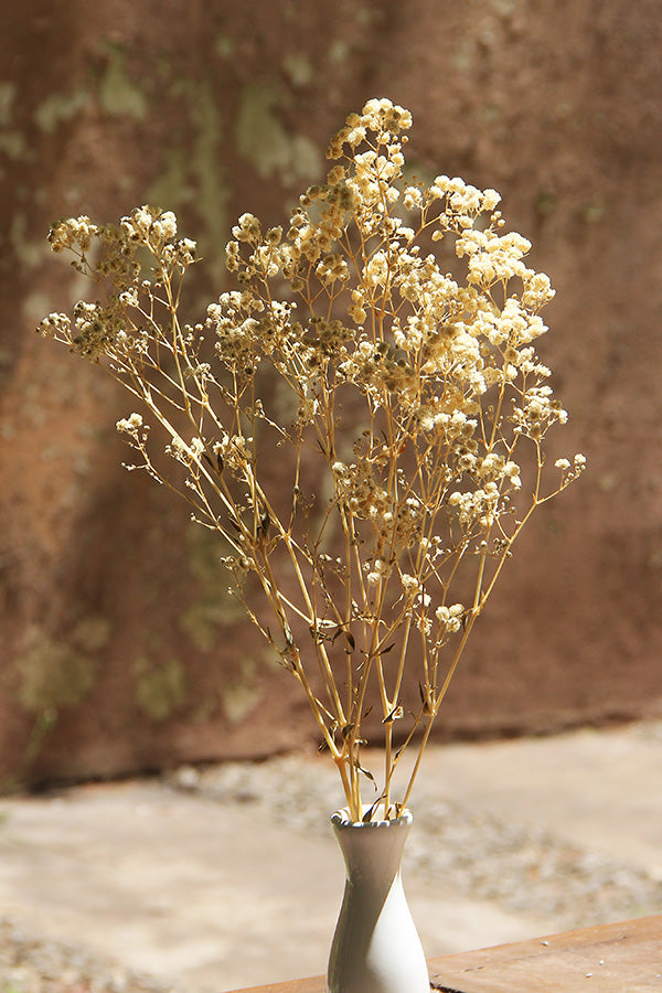 Ramos de Gypsophila