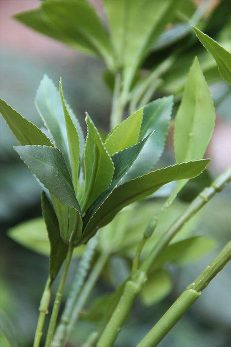 Japanese Pieris Branch 110 cm