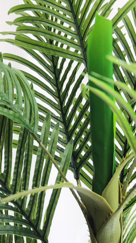 Planta Palma Areca 1,7 Mts