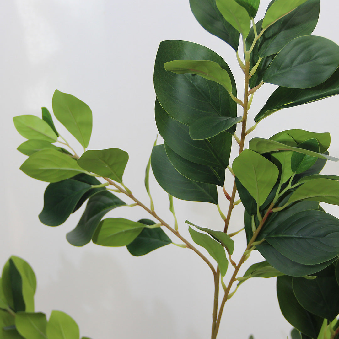 Clusia Green 1,30 mts