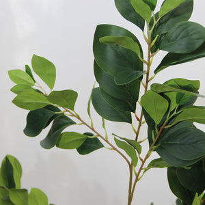 Clusia Green 1,30 mts