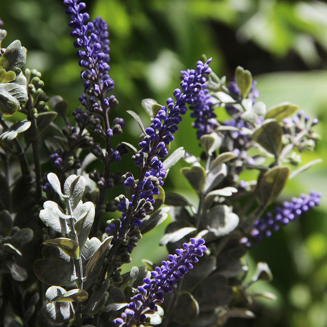 Lavender Spike Branch