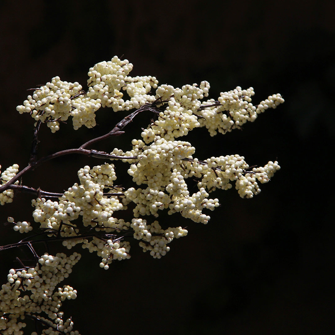 Berry Bloom Ivory 83 cm