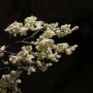 Berry Bloom Ivory 83 cm