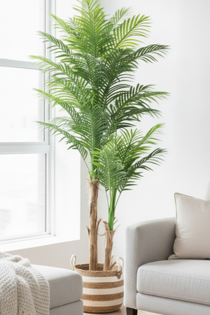 Palma Areca Paradise 2 mts