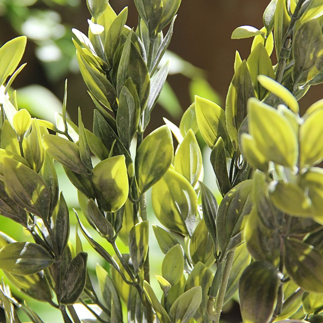 Natural Green Box Branch