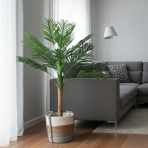 Palma Areca Paradise 1,4 mts
